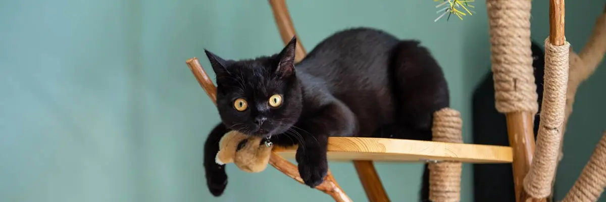 zwarte kat die op kattenboom ligt