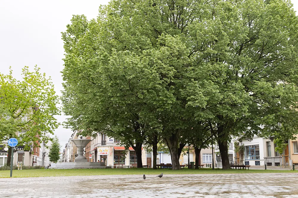 Arbres sur une place à la porte de Ninove